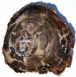 Very Large,  Polished Utah Petrified Wood Round With Crystal Center