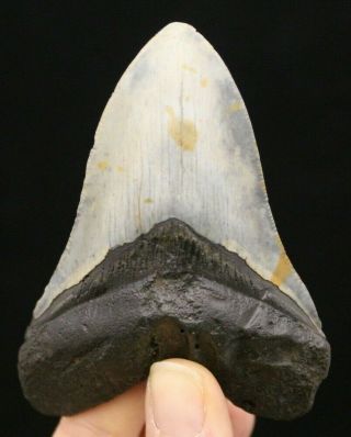 Megalodon Shark Tooth 3.  68 " Extinct Fossil Authentic Not Restored (cg6 - 15)
