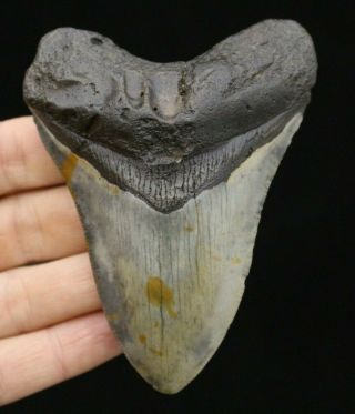 Megalodon Shark Tooth 3.  68 