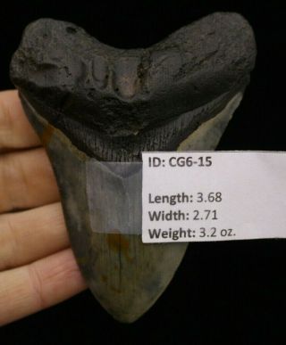 Megalodon Shark Tooth 3.  68 