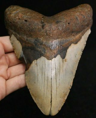 Megalodon Shark Tooth 5.  83 " Extinct Fossil Authentic Not Restored (cg11 - 3)