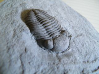 Trilobite - Eldredgeops (formerly Phacops) Rana - Devonian - Ohio Usa