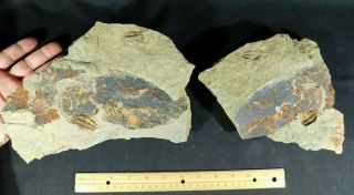 A Few Natural Asaphellus? Trilobite Fossils W/ Both Sides Of Big Matrix 4390gr E
