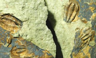 A Few Natural Asaphellus? Trilobite Fossils W/ BOTH Sides of BIG Matrix 4390gr e 2