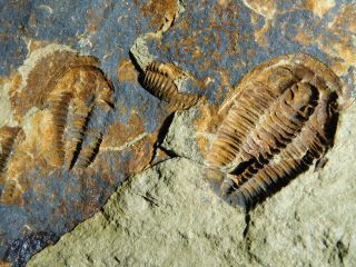 A Few Natural Asaphellus? Trilobite Fossils W/ BOTH Sides of BIG Matrix 4390gr e 3