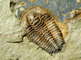 A Few Natural Asaphellus? Trilobite Fossils W/ BOTH Sides of BIG Matrix 4390gr e 4