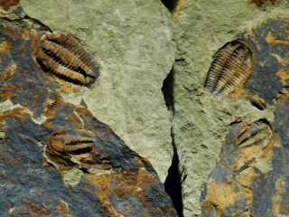 A Few Natural Asaphellus? Trilobite Fossils W/ BOTH Sides of BIG Matrix 4390gr e 5