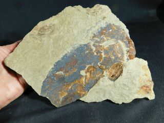 A Few Natural Asaphellus? Trilobite Fossils W/ BOTH Sides of BIG Matrix 4390gr e 6