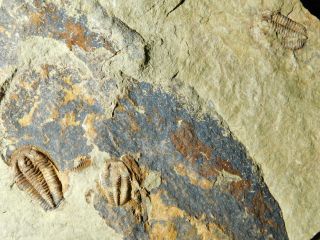 A Few Natural Asaphellus? Trilobite Fossils W/ BOTH Sides of BIG Matrix 4390gr e 7