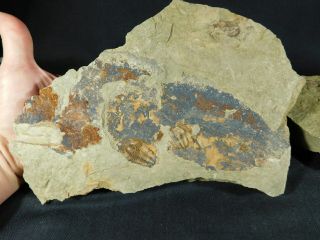 A Few Natural Asaphellus? Trilobite Fossils W/ BOTH Sides of BIG Matrix 4390gr e 8