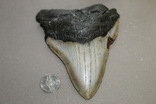 Megalodon Fossil Giant Shark Teeth Natural Large 4.  88 " Huge Tooth