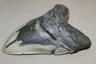 MEGALODON Fossil Giant Shark Teeth Ocean No Repair 5.  77 