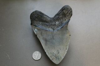 MEGALODON Fossil Giant Shark Teeth Ocean No Repair 5.  77 
