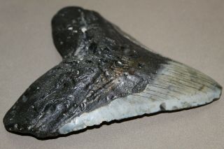 MEGALODON Fossil Giant Shark Teeth Natural Large 5.  41 