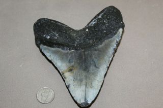 MEGALODON Fossil Giant Shark Teeth Natural Large 5.  41 