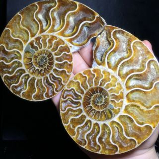 1 - Pair - Half - Cut - Ammonite - Shell - Jurrassic - Fossil - Specimen - Madagasca 734g A6191