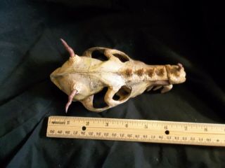 Baby Dragon Real Skull Sideshow Oddities Curiosity Cabinet Altered Gaff OOAK 3