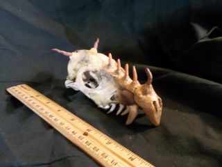 Baby Dragon Real Skull Sideshow Oddities Curiosity Cabinet Altered Gaff OOAK 4