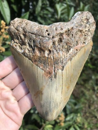 Huge 5.  12” Megalodon Tooth Fossil Shark Teeth