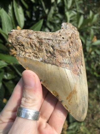 Huge 5.  12” Megalodon Tooth Fossil Shark Teeth 2