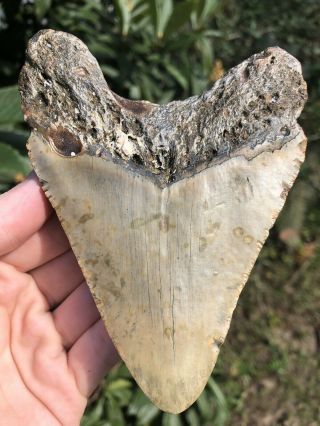 Huge 5.  12” Megalodon Tooth Fossil Shark Teeth 4
