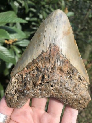 Huge 5.  12” Megalodon Tooth Fossil Shark Teeth 7