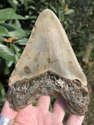 Huge 5.  12” Megalodon Tooth Fossil Shark Teeth 8