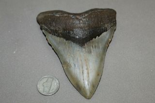 Megalodon Fossil Giant Shark Teeth Natural Large 4.  38 " Huge Commercial Grade