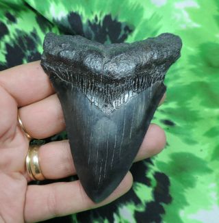 Megalodon Sharks Tooth 3 11/16  Inch No Restorations Fossil Sharks Teeth Tooth