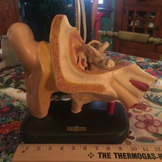 Antique Early 20th Century Turtox Latex Ear Anatomical Model