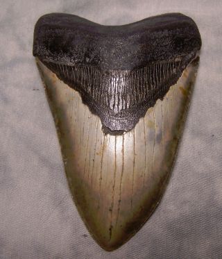 Megalodon Shark Tooth 4 5/8 " Teeth Fossil Jaw Megladon Meg Scuba Diver Huge