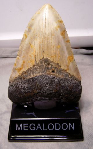 Megalodon Tooth 5 3/16 " Shark Teeth Fossil Jaw Megladon Boss Meg W/display