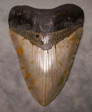 megalodon tooth 5 3/16 