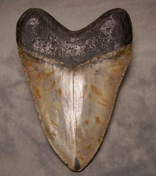 megalodon tooth 5 3/16 