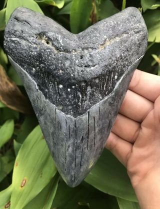 Huge Heavy 5.  94 " Megalodon Tooth Fossil Shark Teeth