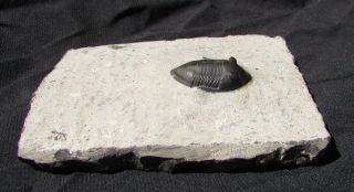 Stunning Isotelus gigas trilobite fossil WALCOTT - Rust Quarry 3