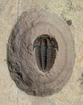 Bolaspidella Trilobite Fossil