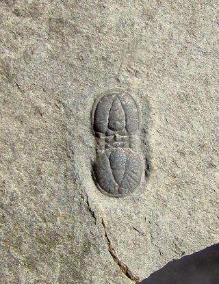 Rarely Offered Ptychagnostus Punctuosus Trilobite Fossil