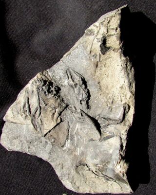 RARE Cheirocystis anitiformis echinoderm fossils Walcott - Rust Quarry 3