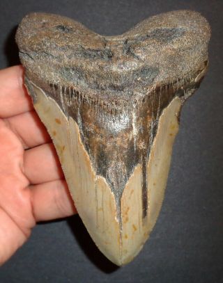 Very Large 4.  750 " Megalodon Shark Tooth Fossil From North Carolina Real Tooth