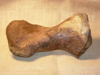 Edmontosaurus Tarsal (foot Bone) - Dinosaur Fossil