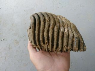 Rare Extinct Fossil Baby Woolly Mammoth Tooth From Oklahoma U.  S.  A.
