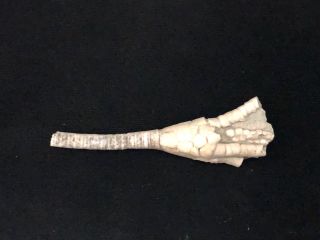 Fossils - Rare Killer Culmicrinus W/ Stem Crinoid Indiana - Local - Trilobite Age