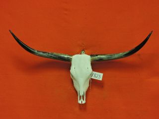 Steer Skull Mounted Horns Cow Bull Longhorns 3 Ft 10 In Skull 1823 Taxidermy
