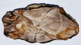 Large,  Polished Opalized Washington State Petrified Wood Round