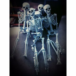 Life Size Poseable Skeletons.