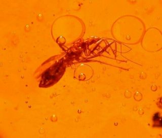 RARE Assassin Bug with Flower in Authentic Dominican Amber Fossil 15 g 3
