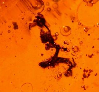 RARE Assassin Bug with Flower in Authentic Dominican Amber Fossil 15 g 4