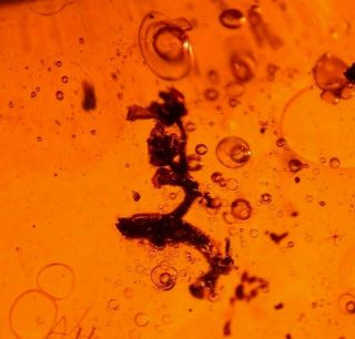 RARE Assassin Bug with Flower in Authentic Dominican Amber Fossil 15 g 5