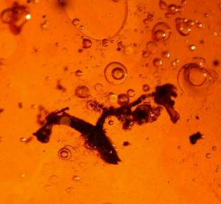 RARE Assassin Bug with Flower in Authentic Dominican Amber Fossil 15 g 6